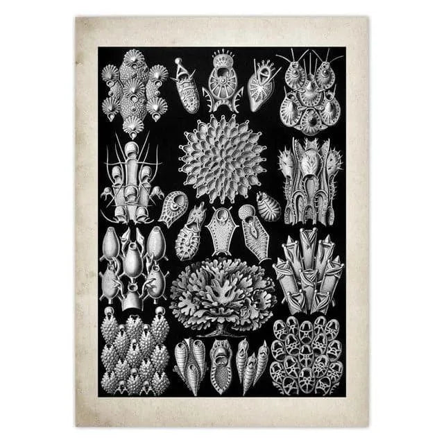 Vintage Jellyfish and Seaweed Marine Wall Art Poster Collection violet