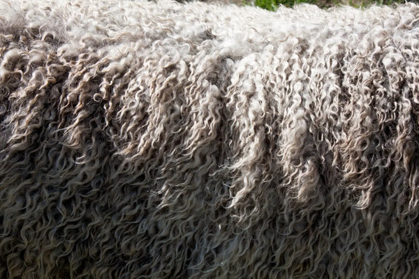 Authentic new zealand wool