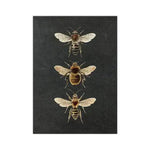 Dramatic Insect Collection Wall Art Poster Print Bugs