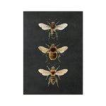 Dramatic Insect Collection Wall Art Poster Print Bugs