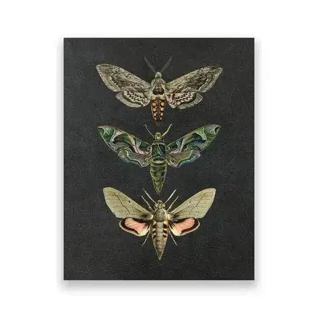 Dramatic Insect Collection Wall Art Poster Print Butterflies