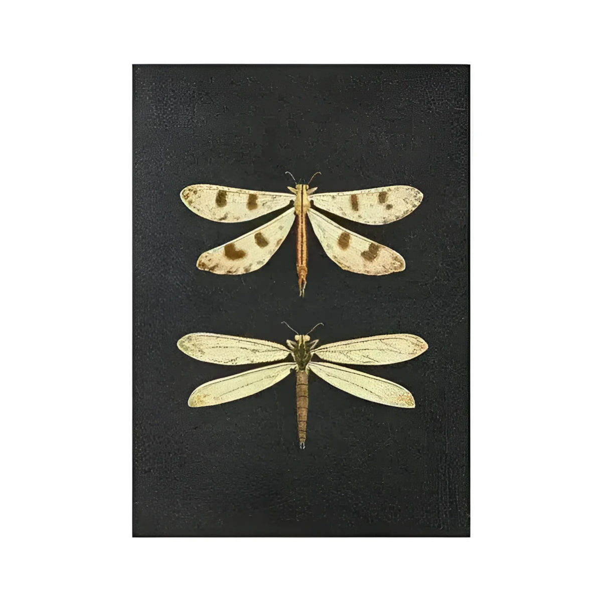 Dramatic Insect Collection Wall Art Poster Print Dragonflies