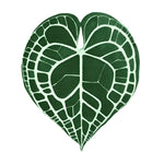 A uniquely designed elephant ear shaped hand tufted wool area rug, perfect for adding a natural touch to your bedroom or dining room. This round rug features an intricate pattern resembling an elephant ear leaf, ideal for those seeking stylish rugs for the bedroom or dining room area rugs.