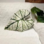 For the Love of Monstera Leaf Decorative Throw Pillow - MAIA HOMES