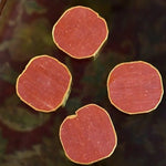 HOME COUTURE COLLECTIVE Red Jasper Agate Coasters - Set of 4