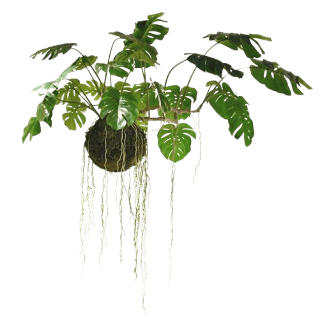 Large Hanging Monstera Plant with Moss Ball