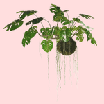 Large Hanging Monstera Plant with Moss Ball