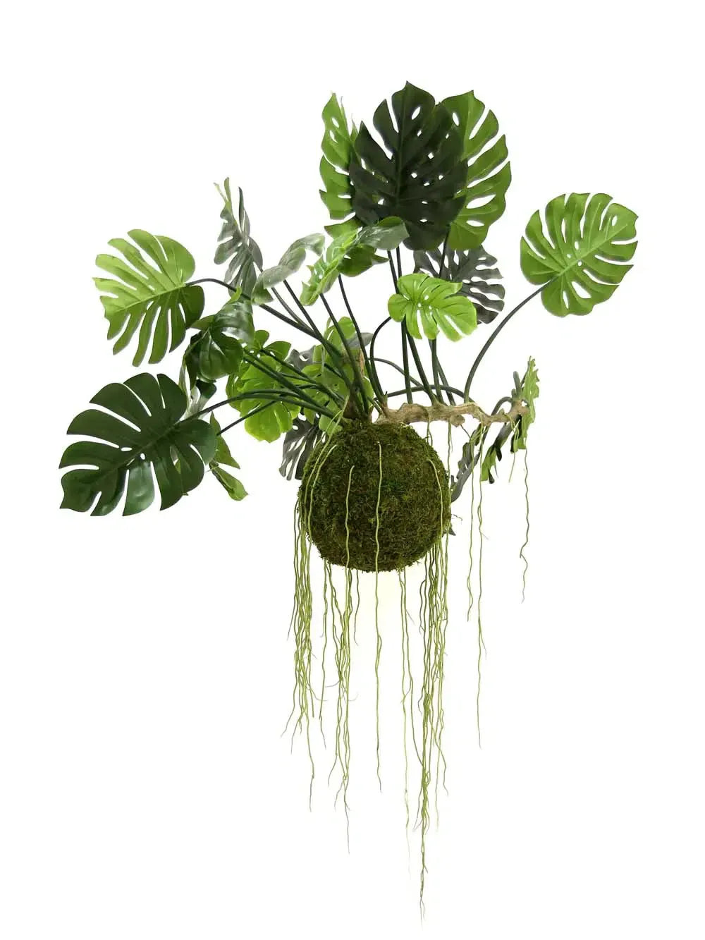 Large Hanging Monstera Plant with Moss Ball