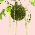 Large Hanging Monstera Plant with Moss Ball