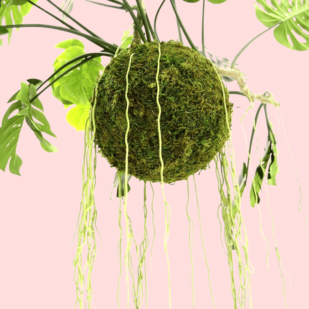 Large Hanging Monstera Plant with Moss Ball