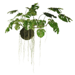 Large Hanging Monstera Plant with Moss Ball