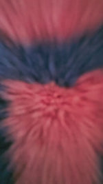 Sereande of Mexico hand tufted rug - julia2