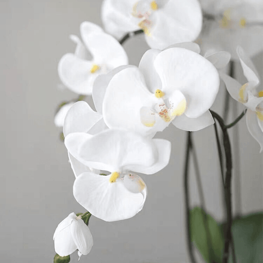 Real Touch 3 Stems White Phalaenopsis Arrangement in a White Ceramic Pot Real Touch 3 Stems White Phalaenopsis Arrangement in a White Ceramic Pot 