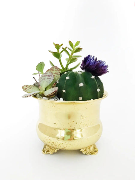 Shiny Lacquered Brass Planter with succulents