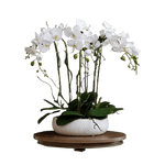 6 Stem White Phalaenopsis Arrangement in White Ceramic Pot