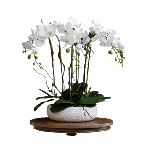 6 Stem White Phalaenopsis Arrangement in White Ceramic Pot - MAIA HOMES