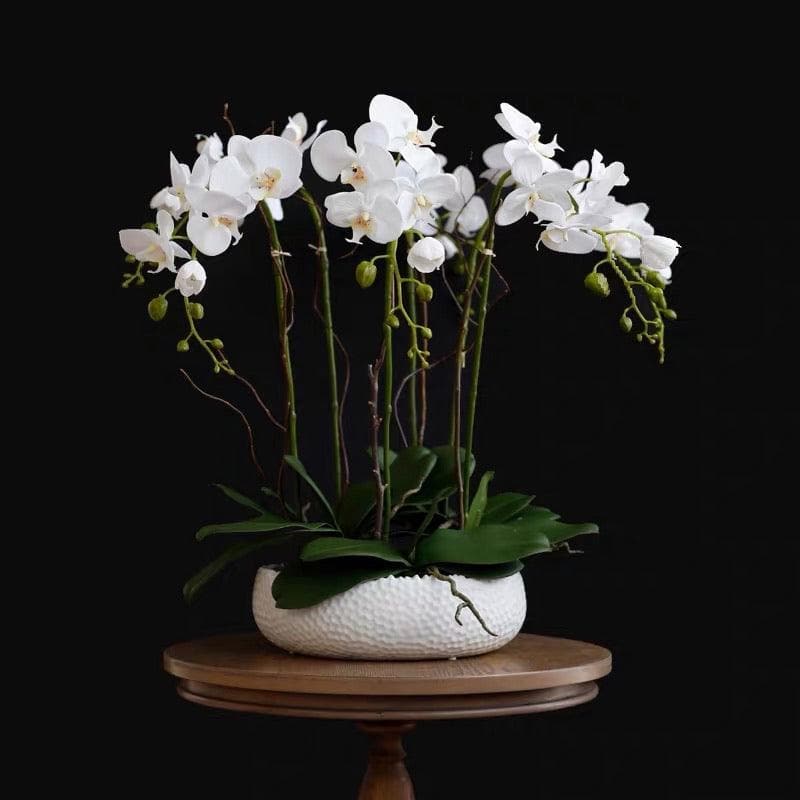 6 Stem White Phalaenopsis Arrangement in White Ceramic Pot