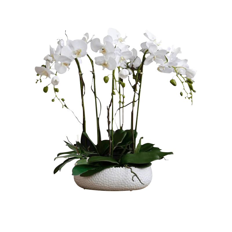 6 Stem White Phalaenopsis Arrangement in White Ceramic Pot