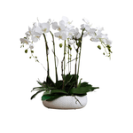 6 Stem White Phalaenopsis Arrangement in White Ceramic Pot