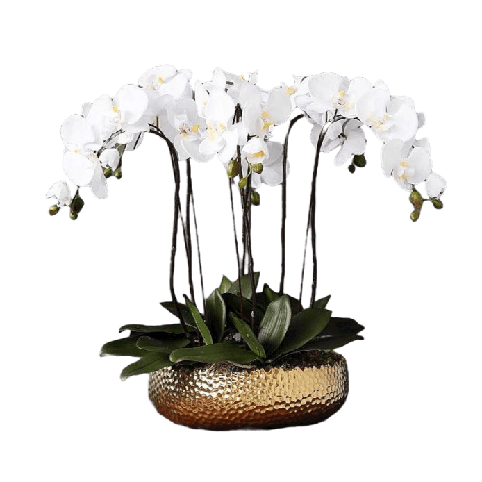 6 Stems White Phalaenopsis Arrangement in Golden Pot