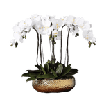 6 Stems White Phalaenopsis Arrangement in Golden Pot