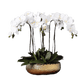 6 Stems White Phalaenopsis Arrangement in Golden Pot - MAIA HOMES