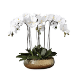 6 Stems White Phalaenopsis Arrangement in Golden Pot