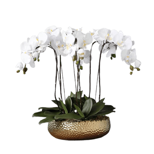 6 Stems White Phalaenopsis Arrangement in Golden Pot