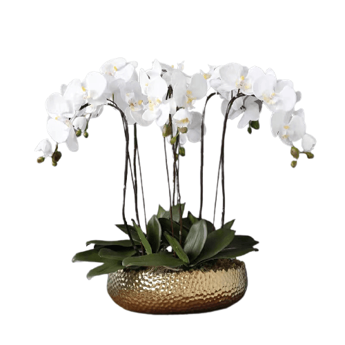 6 Stems White Phalaenopsis Arrangement in Golden Pot - MAIA HOMES