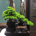 Artificial Bonsai arrangement with Real Tree Trunk in Black Pot