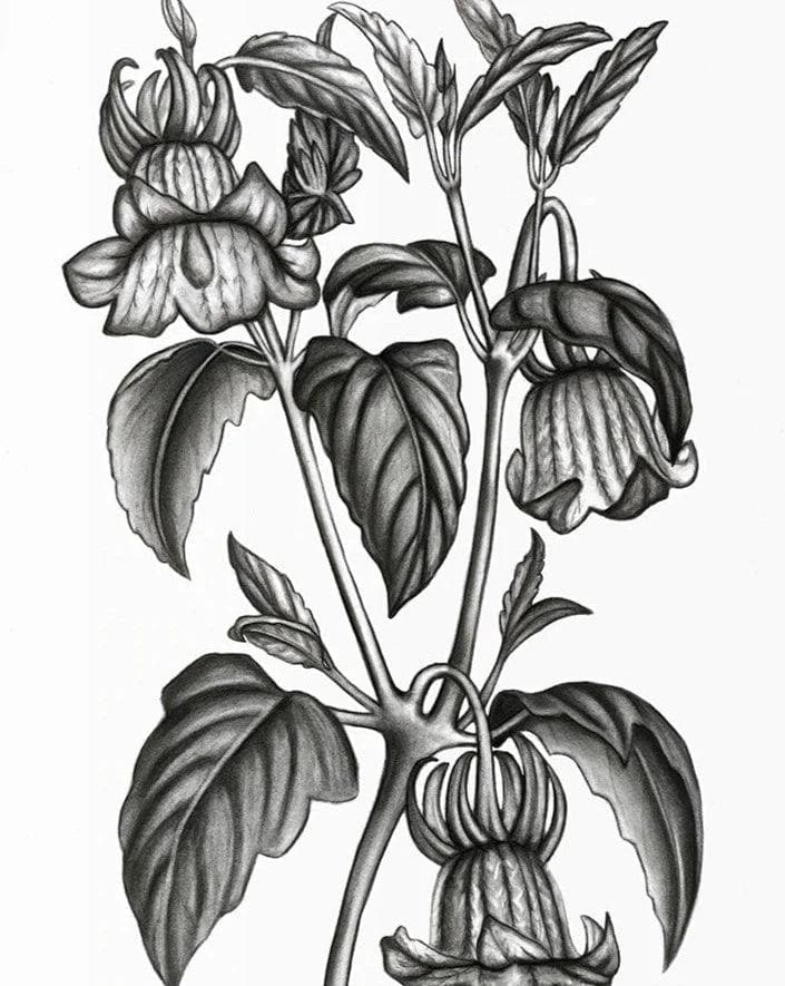 Calonyction Diversifolium Sulfureum Print