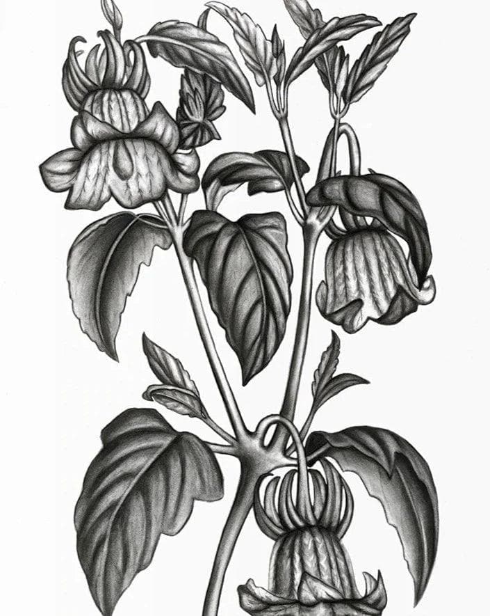 Calonyction Diversifolium Sulfureum Print - MAIA HOMES