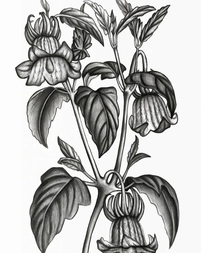 Calonyction Diversifolium Sulfureum Print