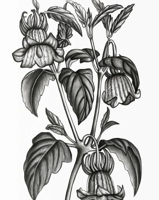 Calonyction Diversifolium Sulfureum Print - MAIA HOMES