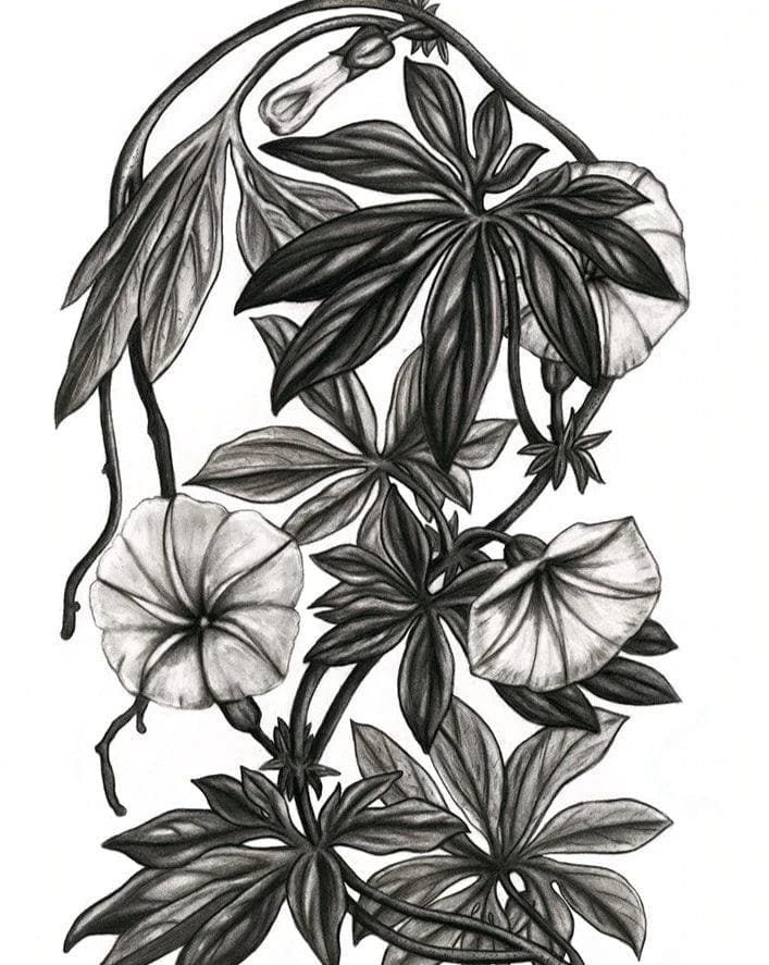 Canarina Campanula Print