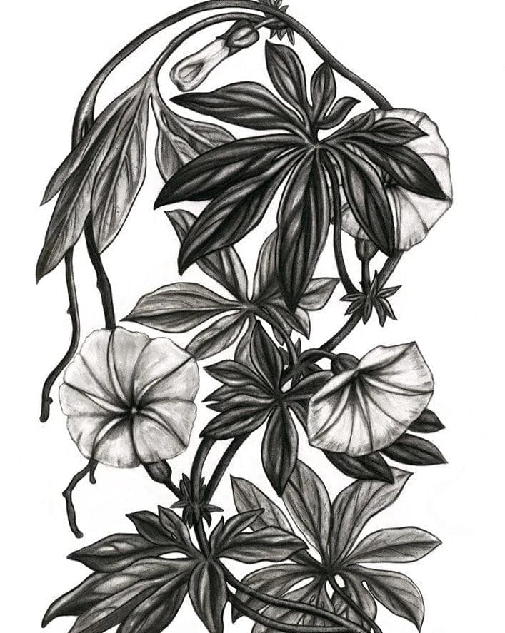 Canarina Campanula Print