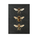 Dramatic Insect Collection Wall Art Poster Print Bugs