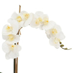 Faux White Phalaenopsis Orchid Arrangement in Glass Vase