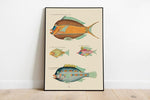 Fishes Poster Print| Sea Life Art