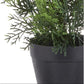 Mini Cedar Pine Silk Tree in Black Pot