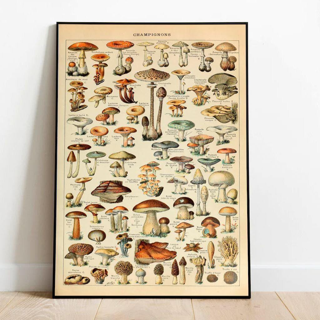 Mushroom and Fungus Art Diagram Wall Poster