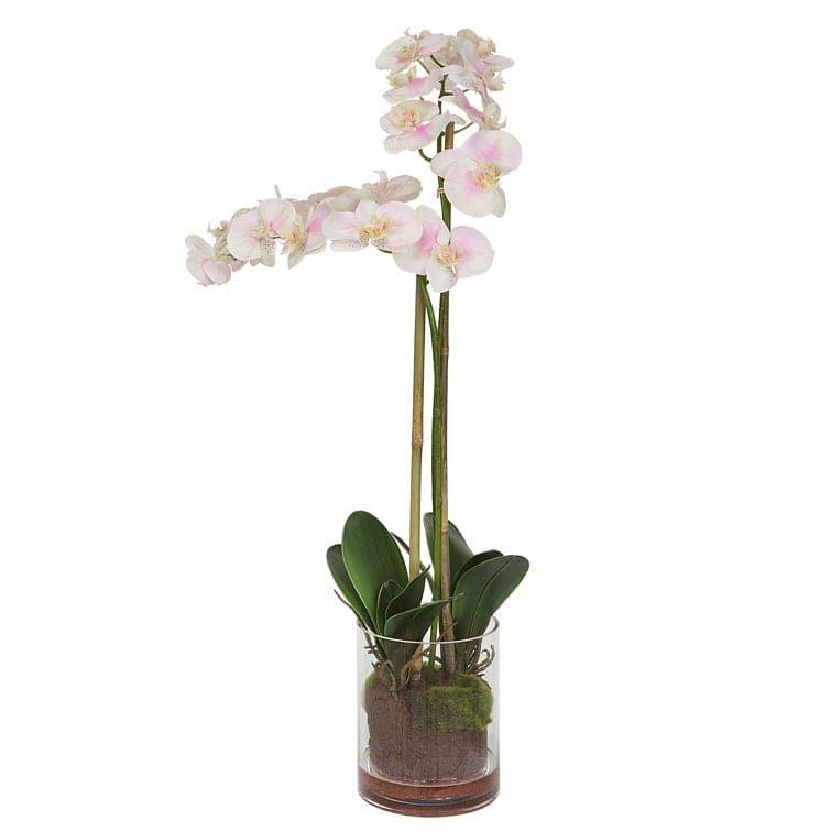 Orchid Floral Arrangement in Glass Vase Default Title