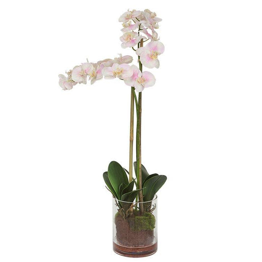 Orchid Floral Arrangement in Glass Vase - MAIA HOMES