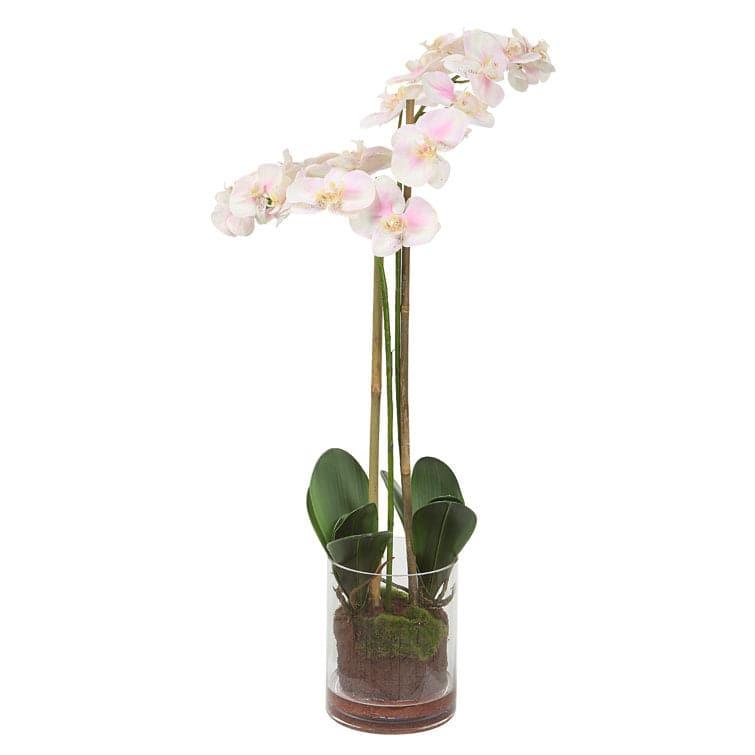 Orchid Floral Arrangement in Glass Vase