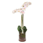 Orchid Floral Arrangement in Glass Vase