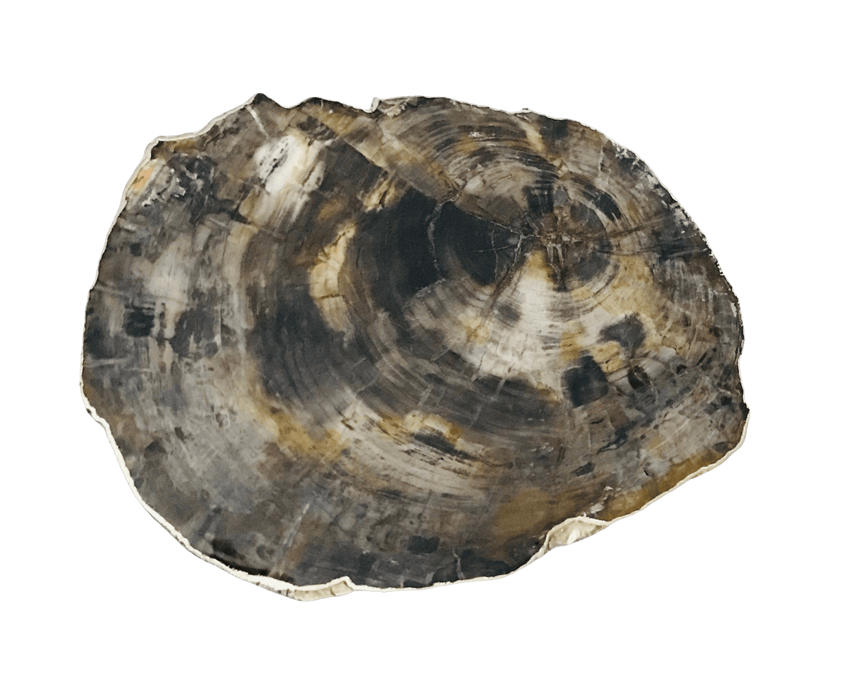 Petrified Wood Agate Quartz Organic Edge Accent Table