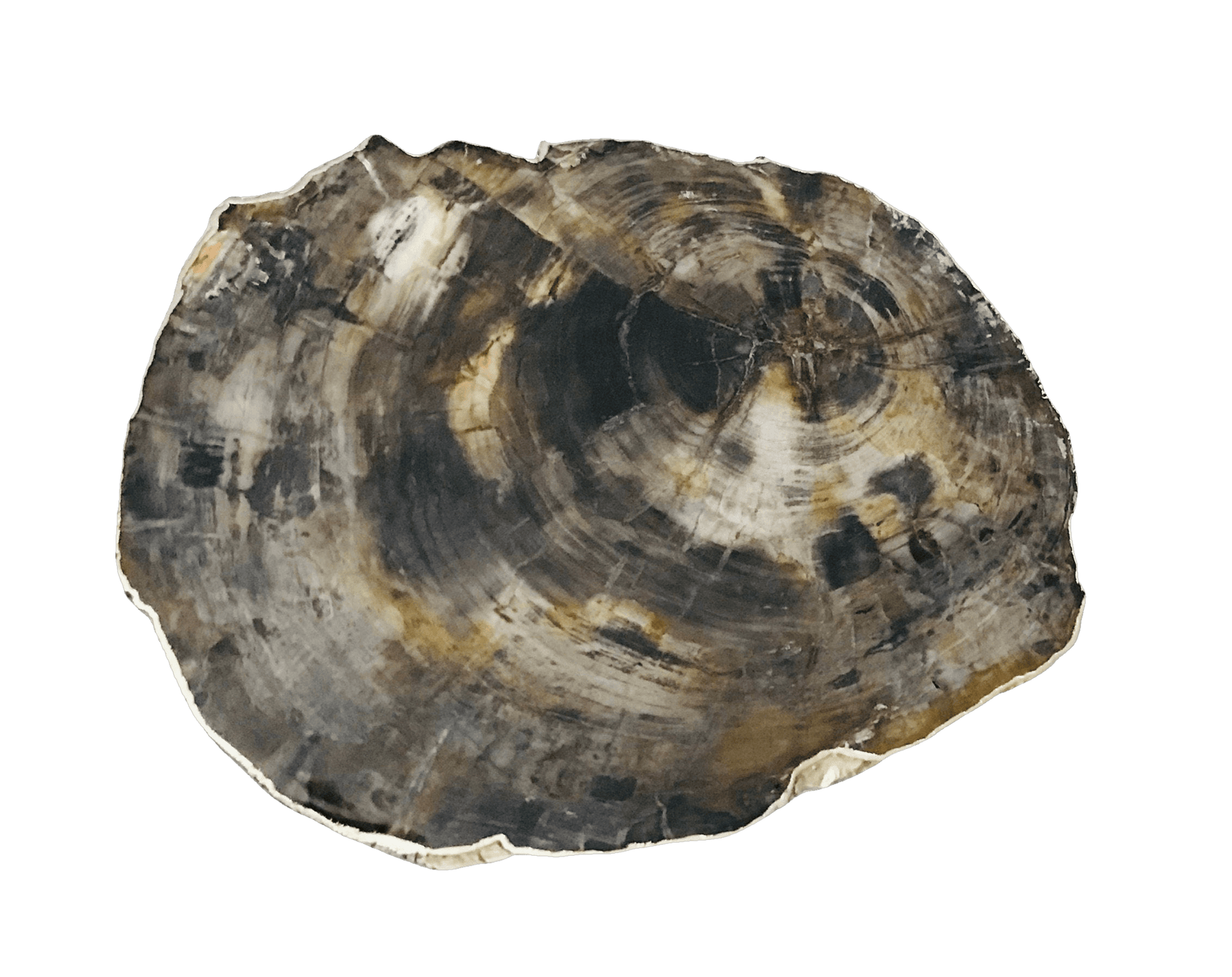 Petrified Wood Agate Quartz Organic Edge Accent Table