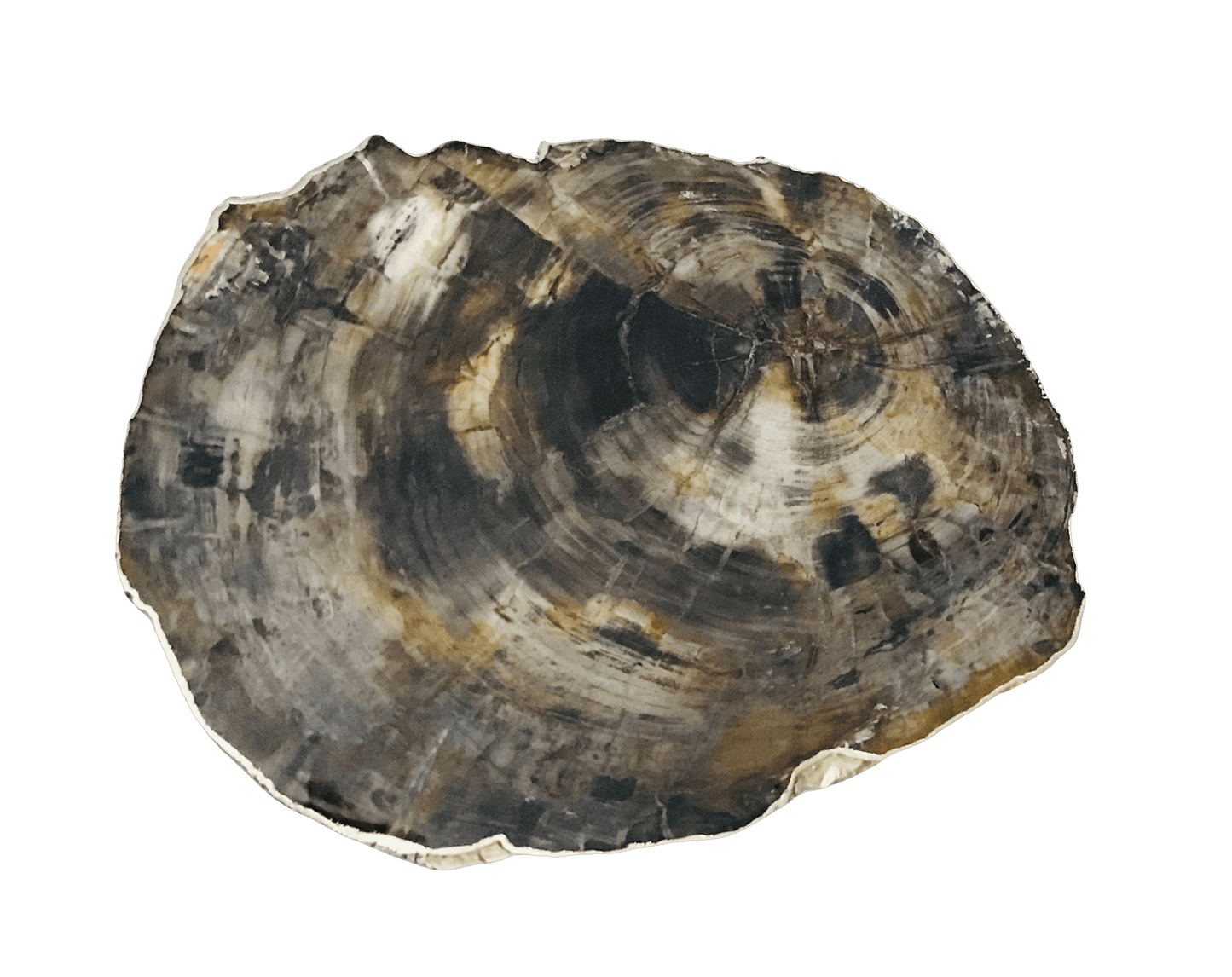 Petrified Wood Agate Quartz Organic Edge Accent Table - MAIA HOMES