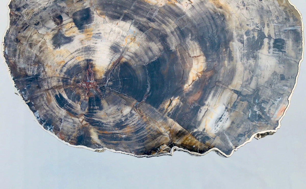 Petrified Wood Agate Quartz Organic Edge Accent Table