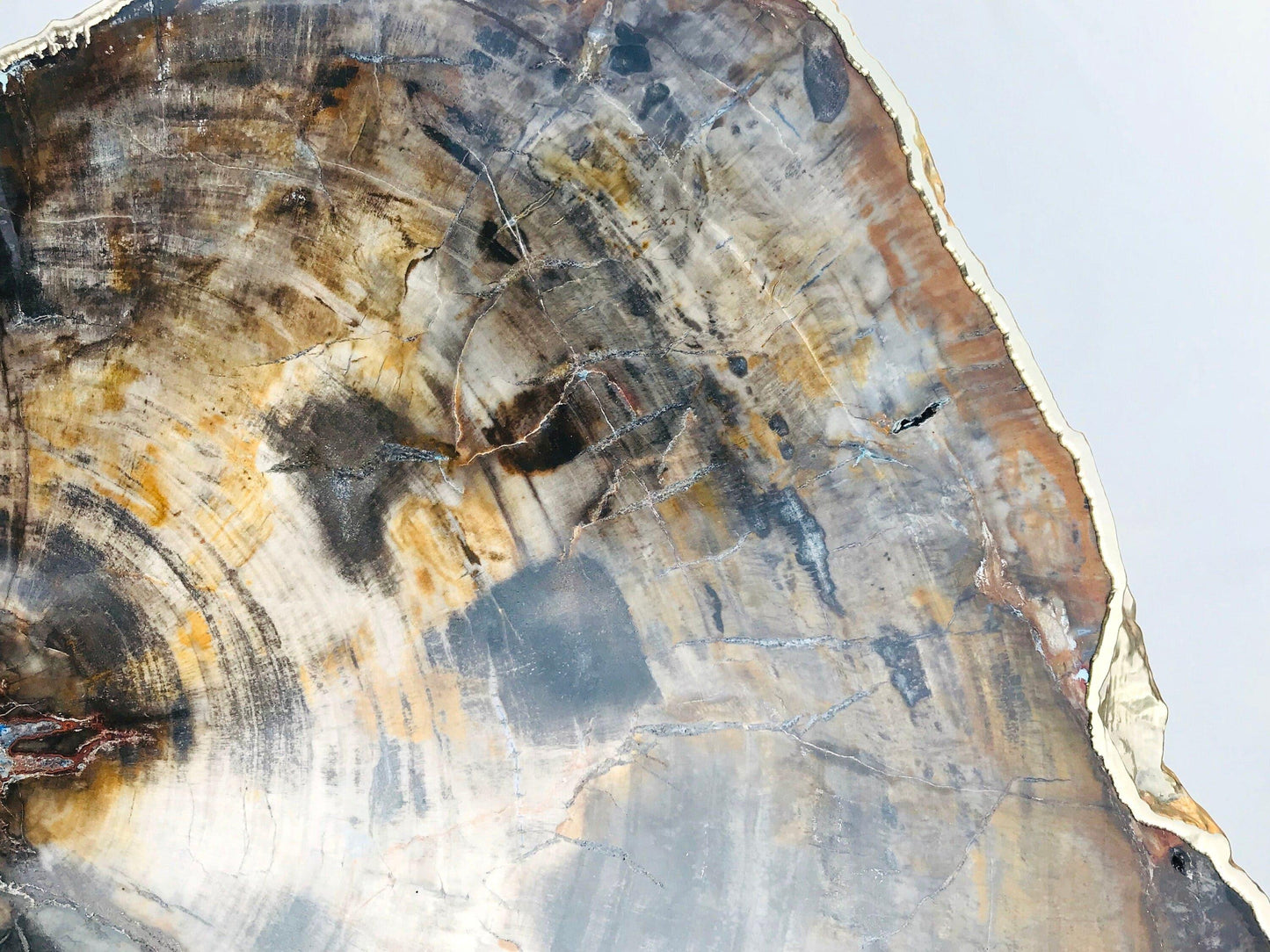 Petrified Wood Agate Quartz Organic Edge Accent Table - MAIA HOMES